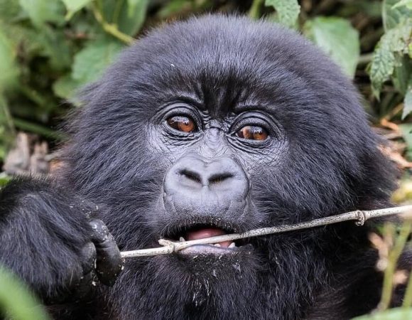 Gorilla Safaris from Australia to Uganda and Rwanda