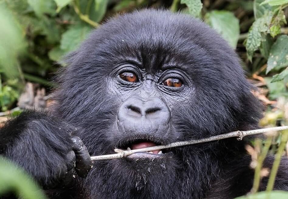 Gorilla Safaris from Australia to Uganda and Rwanda