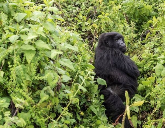 Gorilla Trekking Tours to Uganda and Rwanda from Canada