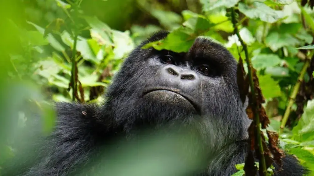 Uganda Gorilla Trekking from United Kingdom