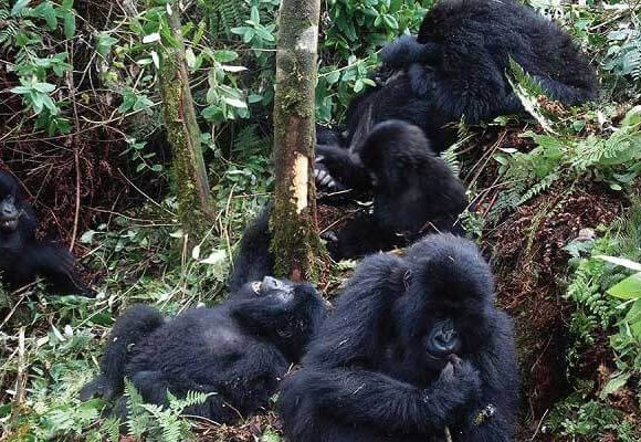 Gorilla Trekking Tours in Uganda and Rwanda from Germany