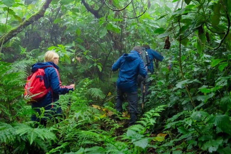 Uganda gorilla trekking from United Kingdom