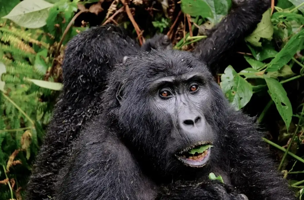Uganda Gorilla Trekking from the Netherlands