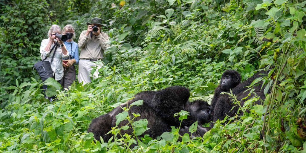 Uganda Gorilla Trekking Tours from Switzerland including the Best Packages