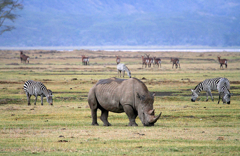 Ngorongoro Conservation Area Complete Guide & Entry Fees