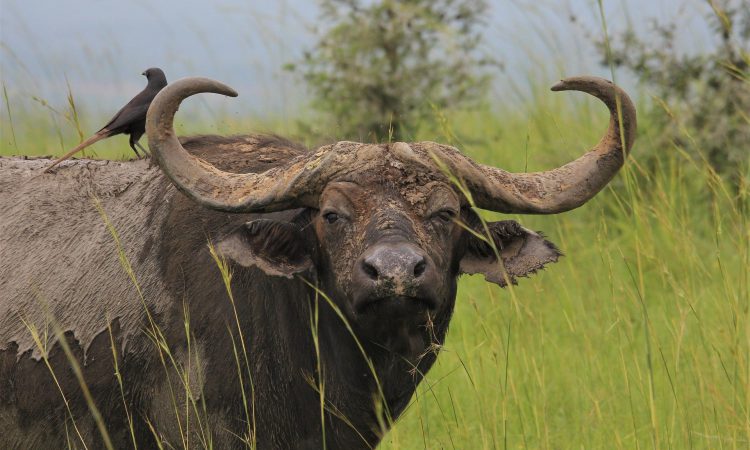 10 Days Best of Uganda Wildlife & Primate