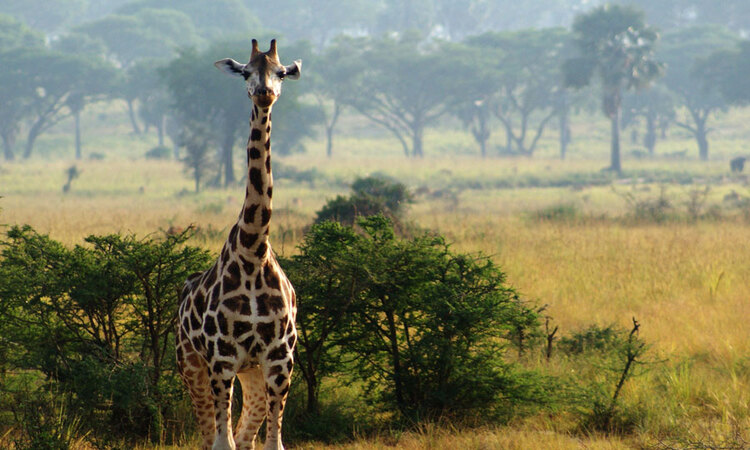 12 Days Uganda safari holidays