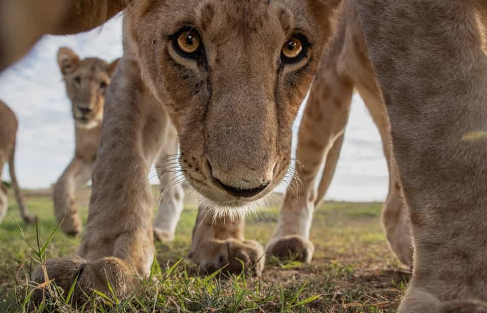 19 Days East Africa safari and tour