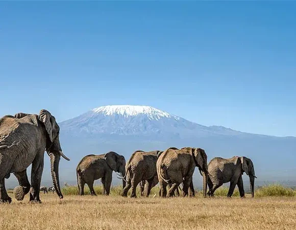 Trending African Safaris and Tours