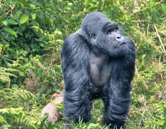 Best Gorilla Tours in Rwanda
