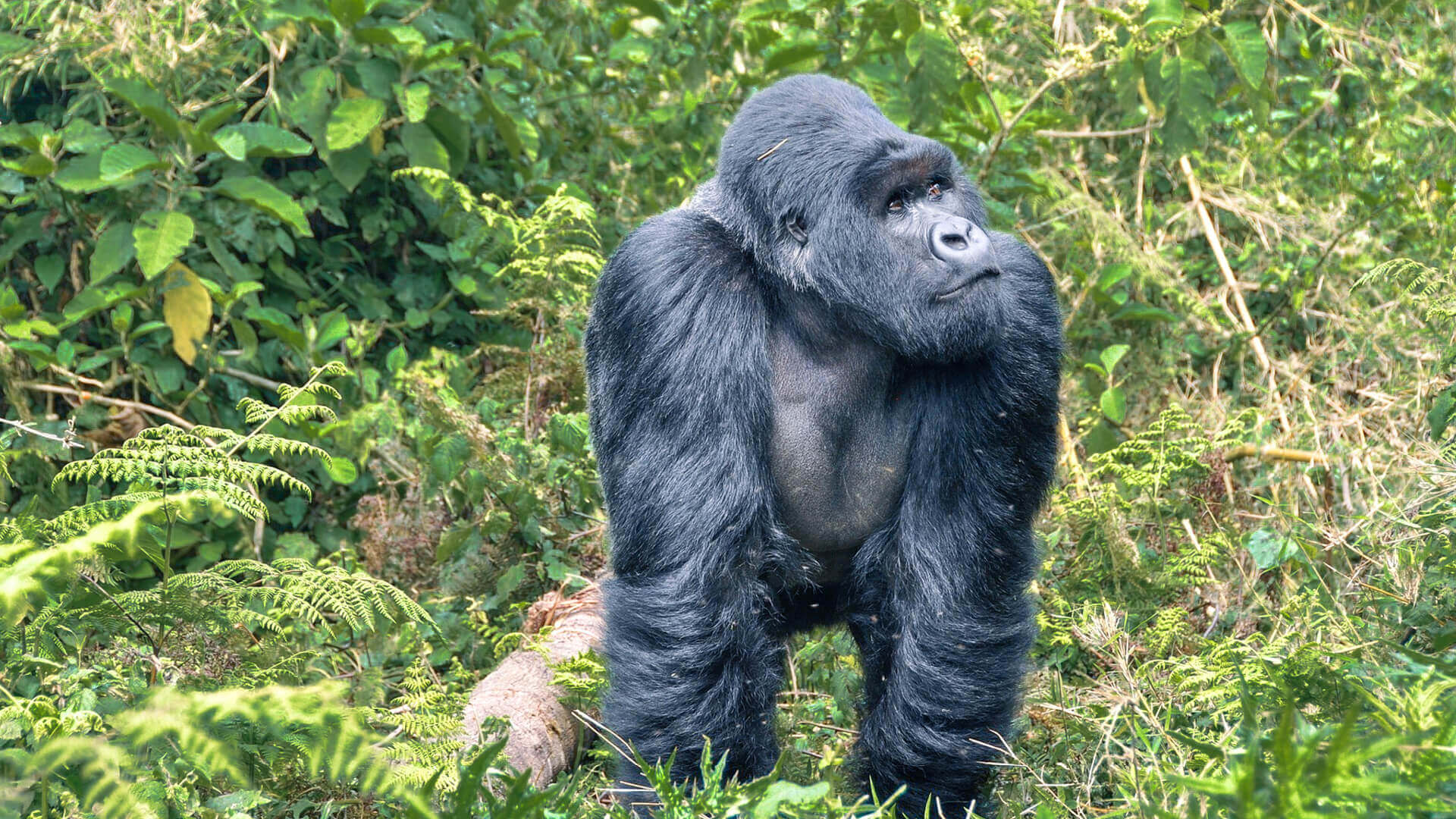 Best Gorilla Tours in Rwanda