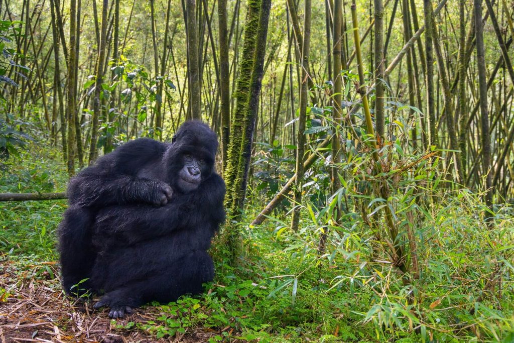 Best Time for Gorilla Trekking Rwanda
