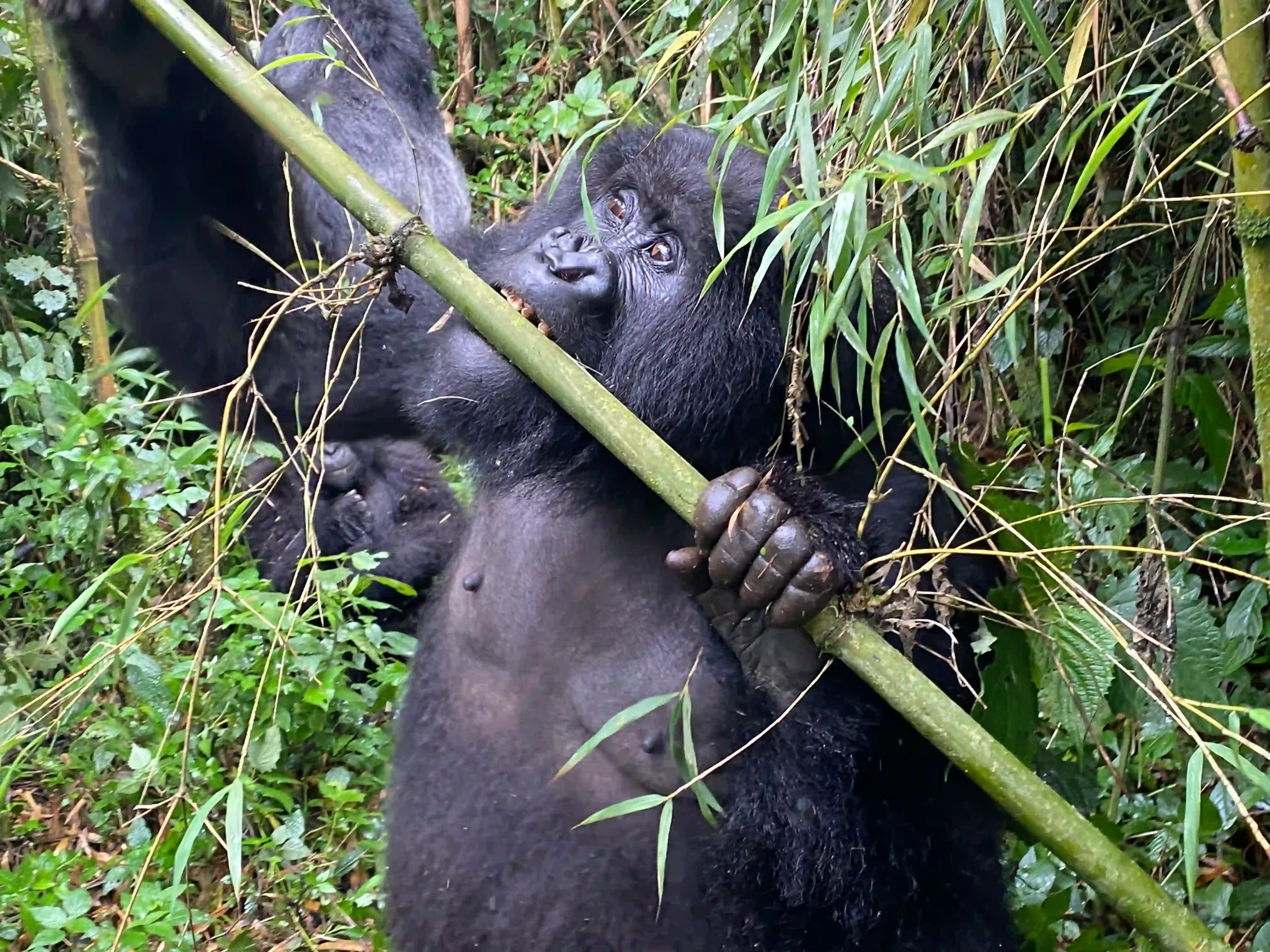 Best Time for Gorilla Trekking Rwanda