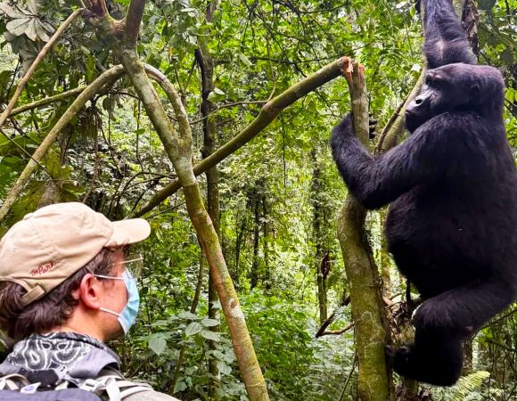 Best Time to Visit Uganda Gorillas