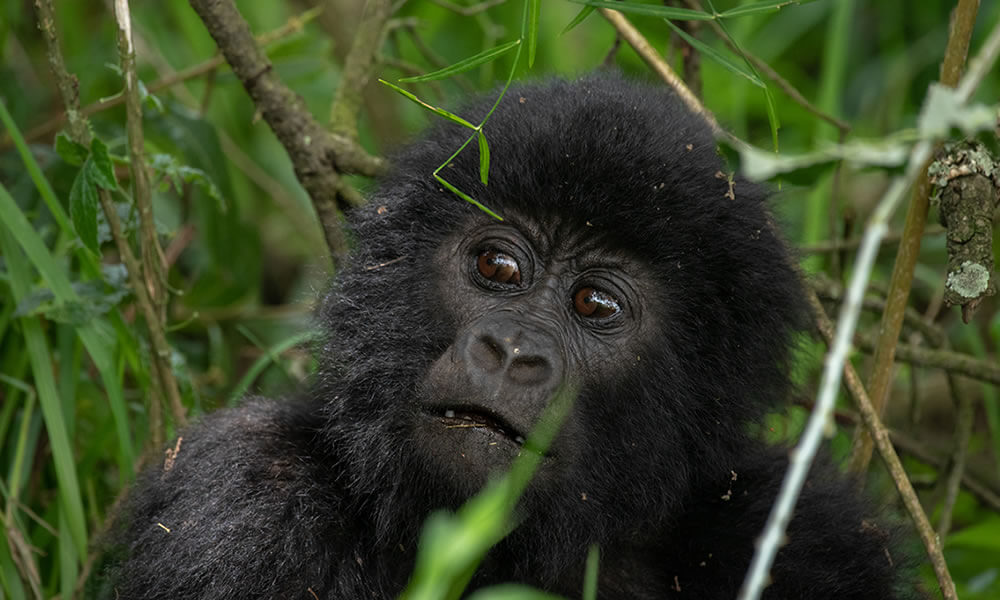 Bwindi gorilla trekking from Kigali