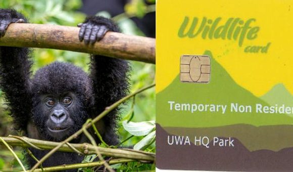 Discounted Uganda Gorilla Trekking Permits are Back
