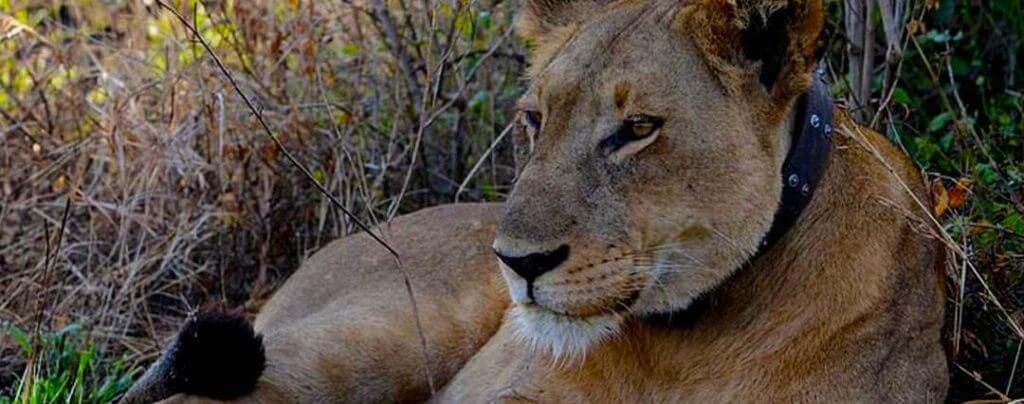 Experiential Lion Tracking in Uganda with Premium Africa Safaris