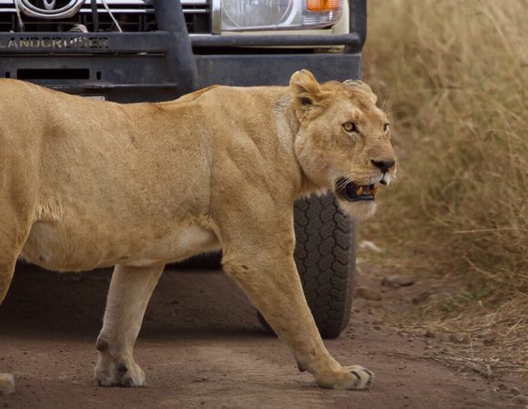 Experiential Lion Tracking in Uganda
