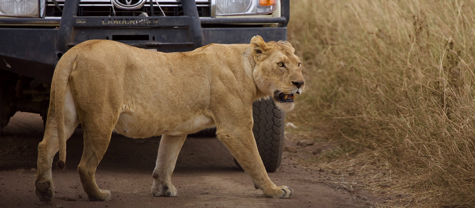 Experiential Lion Tracking in Uganda
