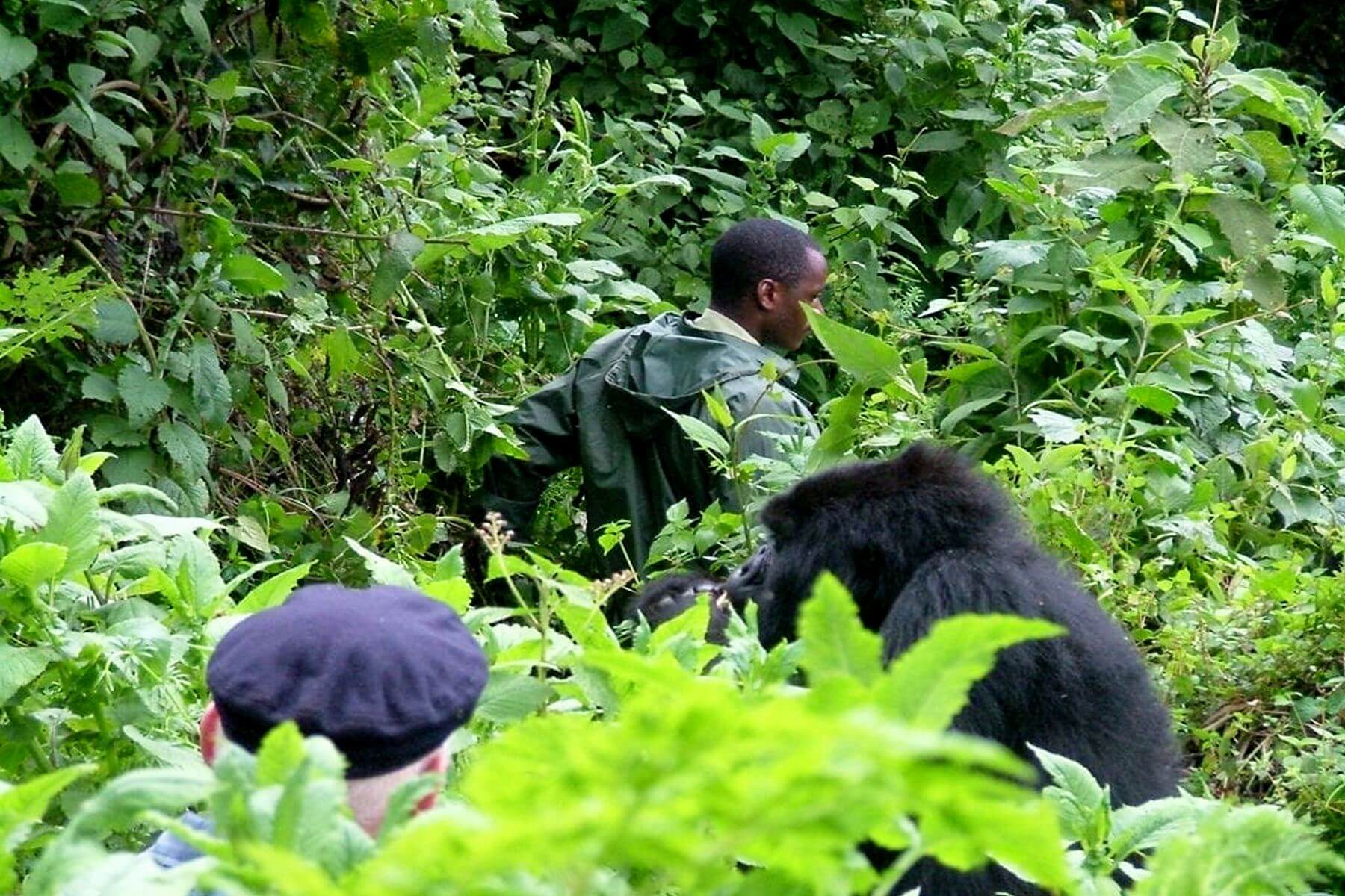 Revised Gorilla Habituation Prices in Uganda
