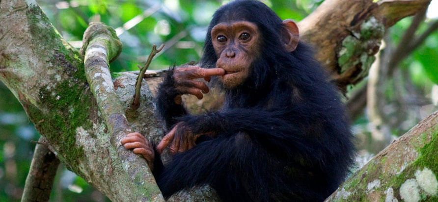 Revised Uganda Chimpanzee Trekking Prices