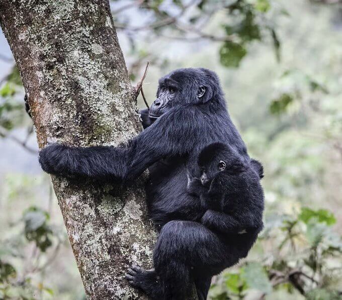 When is the best time to visit Uganda gorillas?