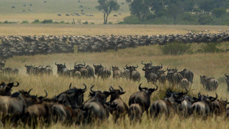 Trending African Safaris and Tours with best Midrange Packages