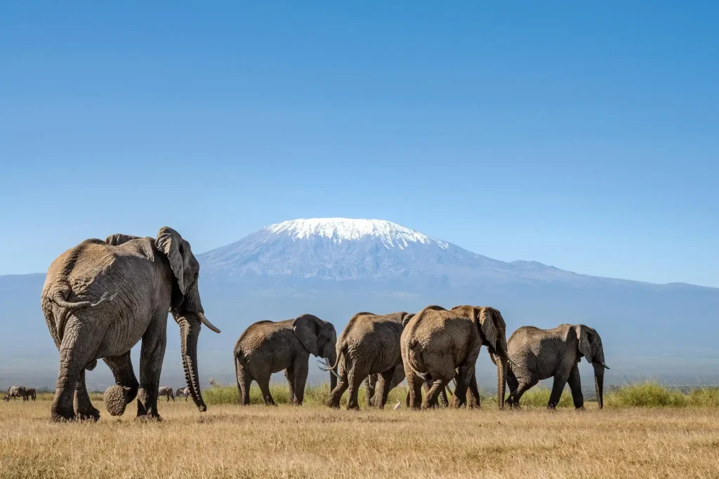 12 Best National Parks in Kenya for wildlife safaris