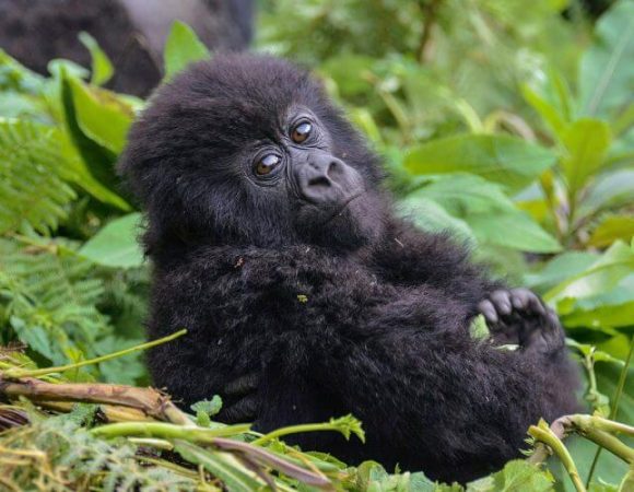 Gorilla Trekking from Europe