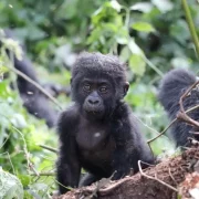 Gorilla Trekking in Buhoma Vs Rushaga