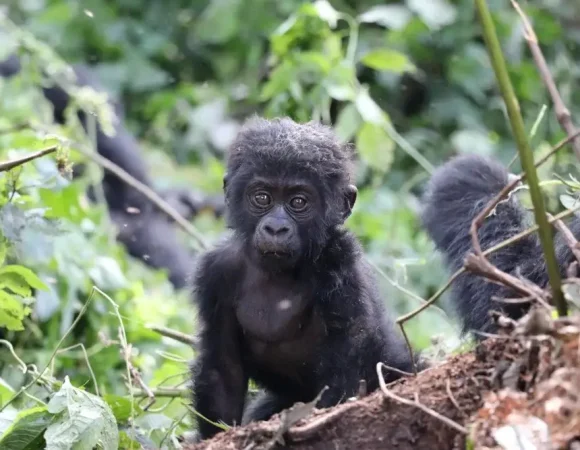 Buhoma Vs Rushaga Sector