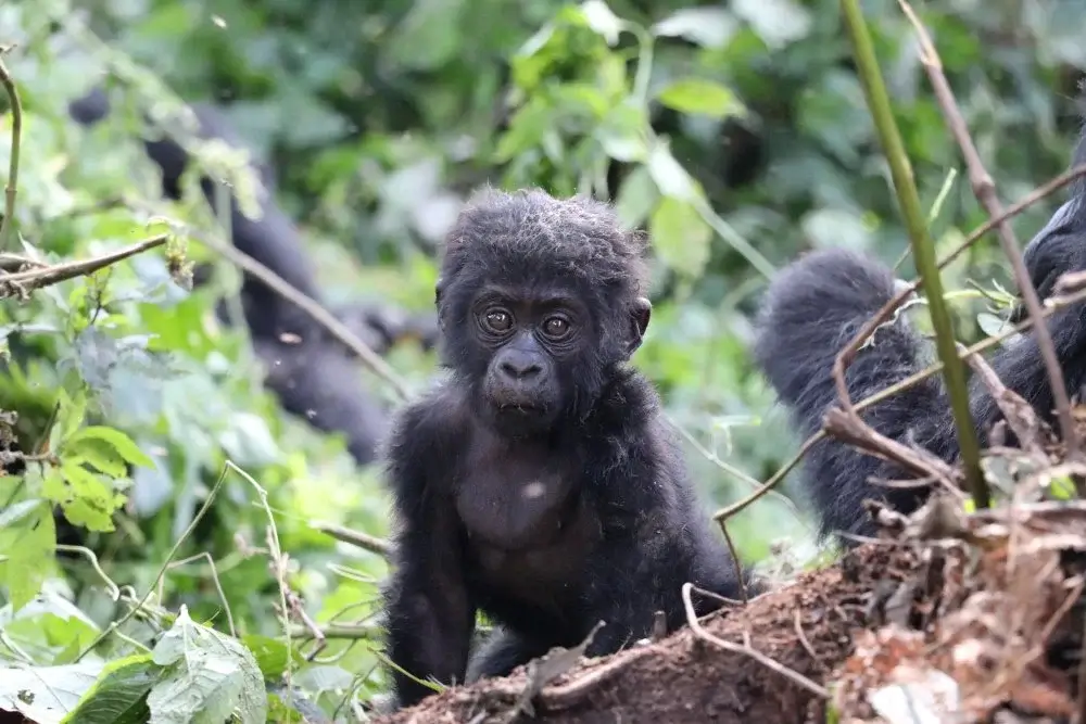 Buhoma Vs Rushaga Sector