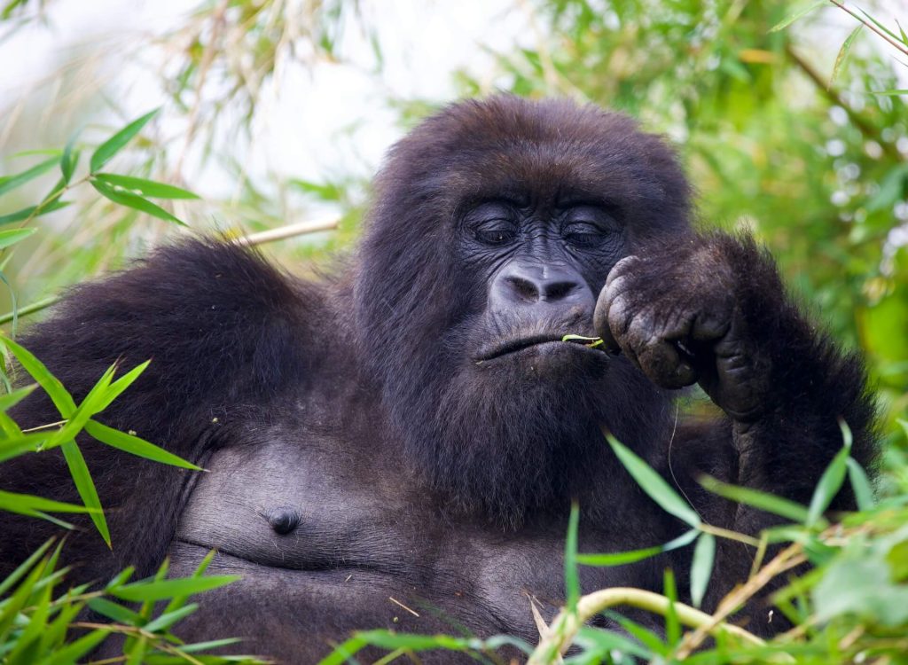 Gorilla Trekking in Mgahinga National Park, best primate experience 