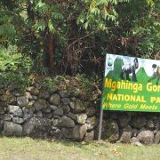 Gorilla Trekking in Mgahinga National Park, best primate experience