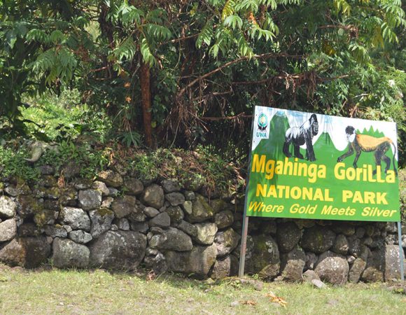Gorilla Trekking in Mgahinga