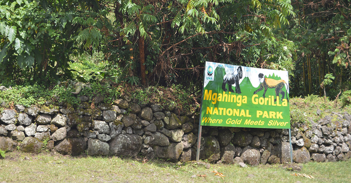 Gorilla Trekking in Mgahinga