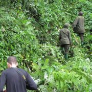 Nkuringo Vs Ruhija Gorilla Trekking Experience