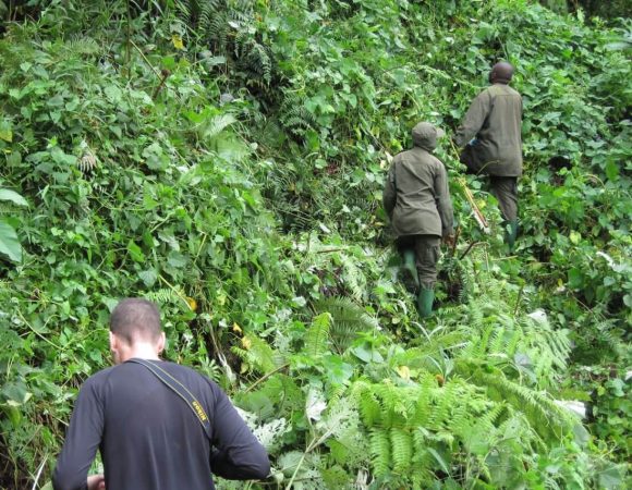 Nkuringo Vs Ruhija Gorilla Trekking