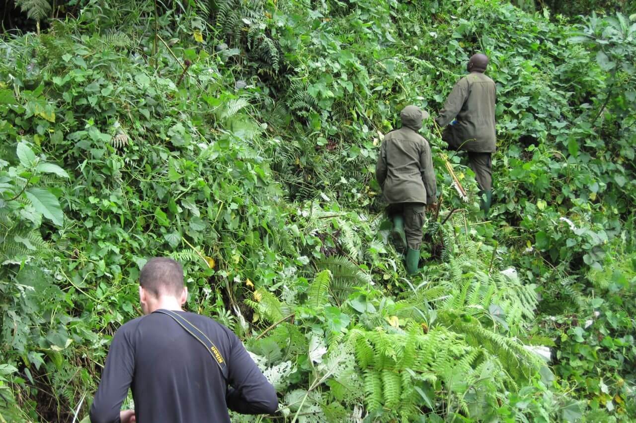 Nkuringo Vs Ruhija Gorilla Trekking