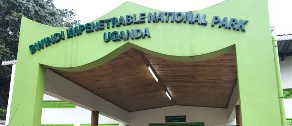 5 Best Activities to do in Bwindi Impenetrable National Park Uganda including gorilla trekking