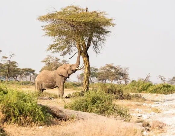 Can I go on a Single Trip across East Africa