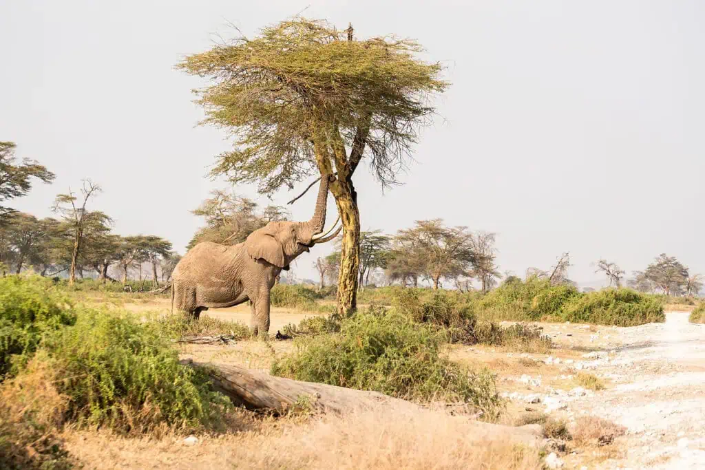 Can I go on a Single Trip across East Africa