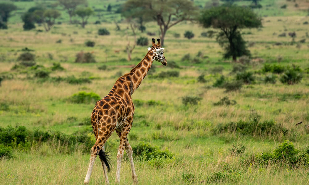 Big Five Safaris in Rwanda