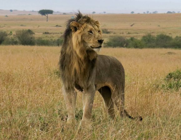 Big Five Tanzania Safaris