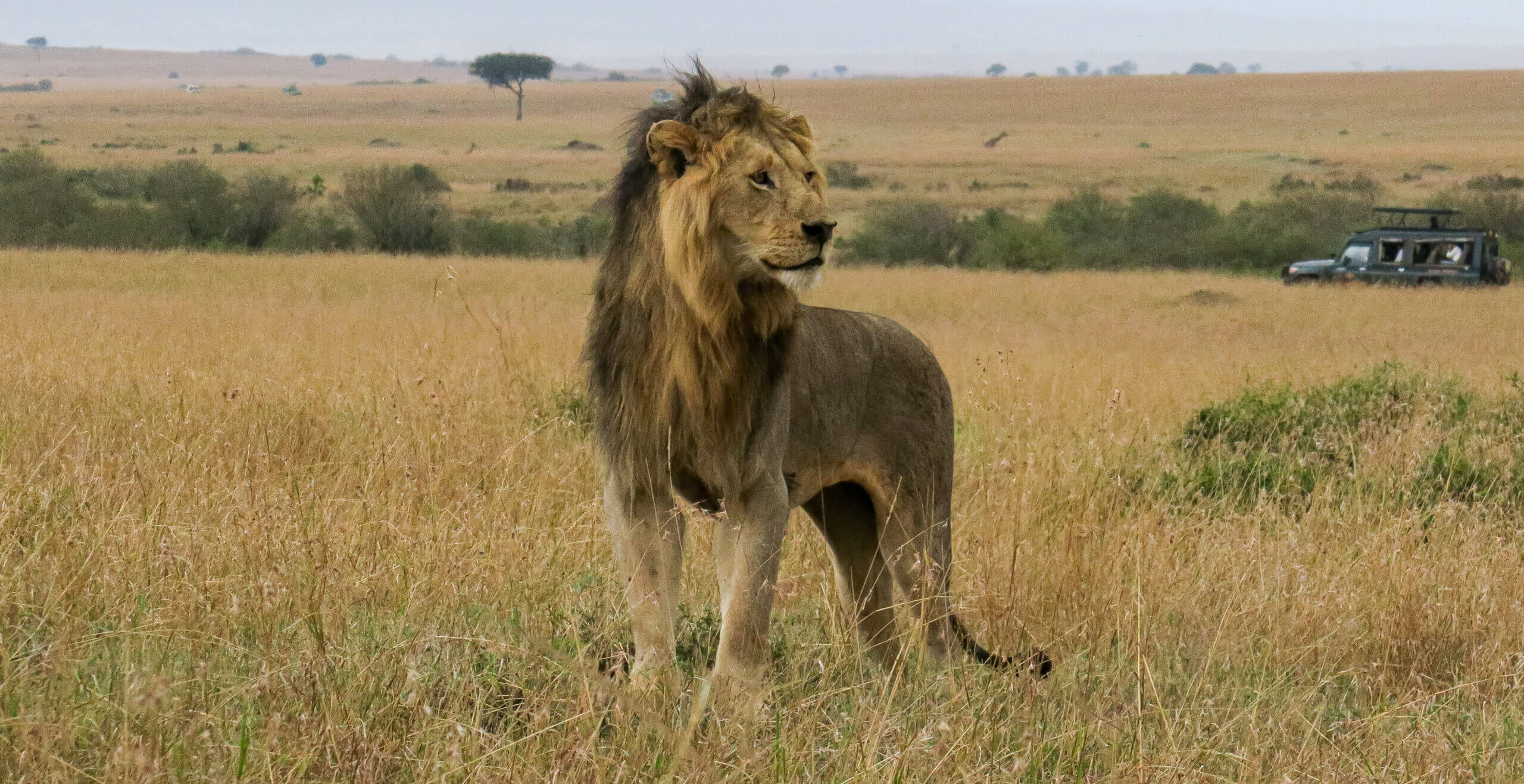 Big Five Tanzania Safaris