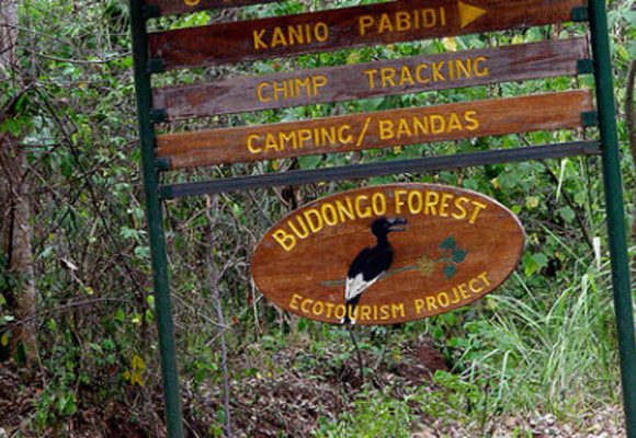 Budongo Forest
