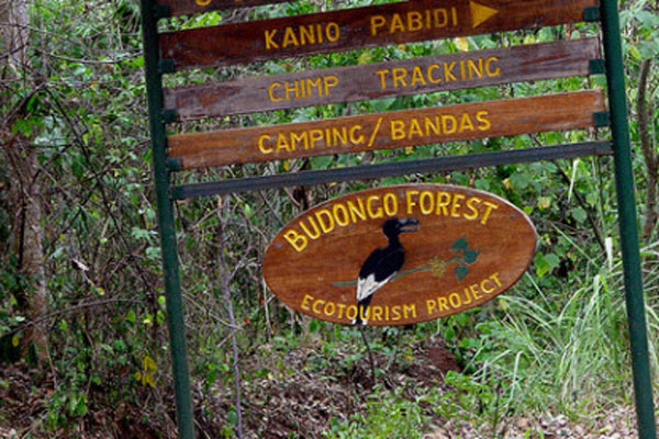 Budongo Forest