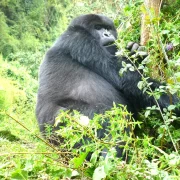 Bwindi Gorilla Trekking Difficulty Levels by Region