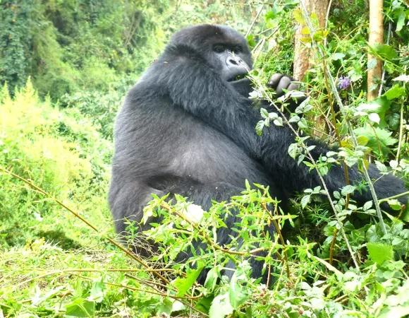 Bwindi Gorilla Trekking Difficulty Levels by Region