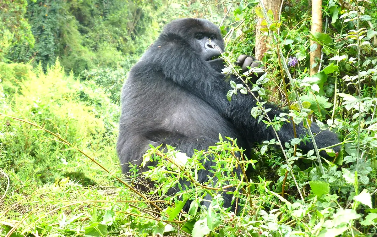 Bwindi Gorilla Trekking Difficulty Levels by Region